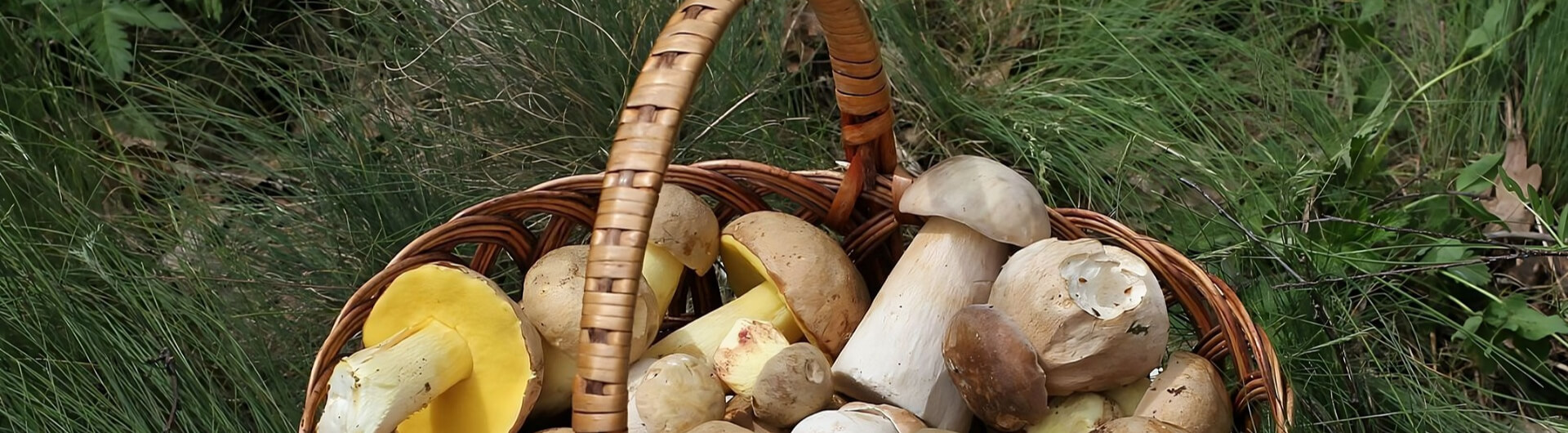 Guide pratique : la cueillette des champignons