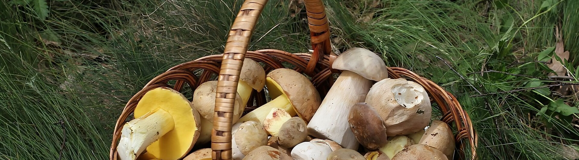 Comment ramasser les champignons ?