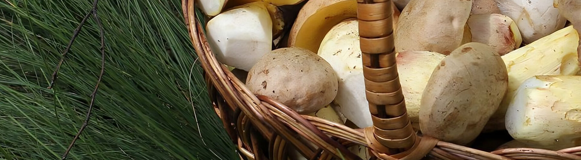 paniers champignons