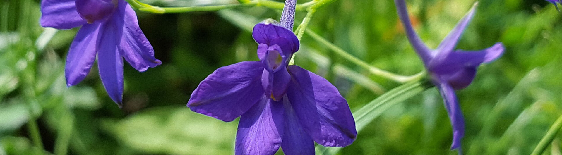 Le Pied-d'alouette royal