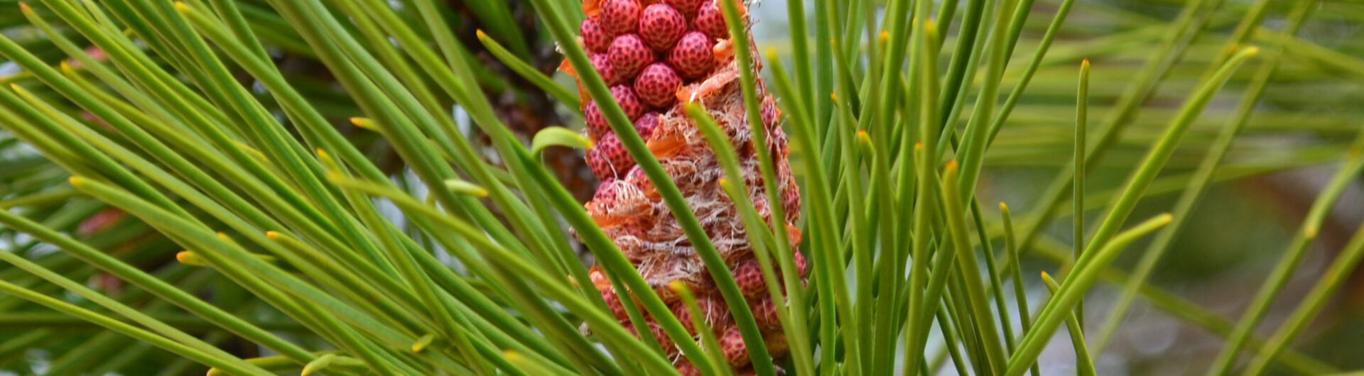 Le Pin maritime ou Pin des Landes