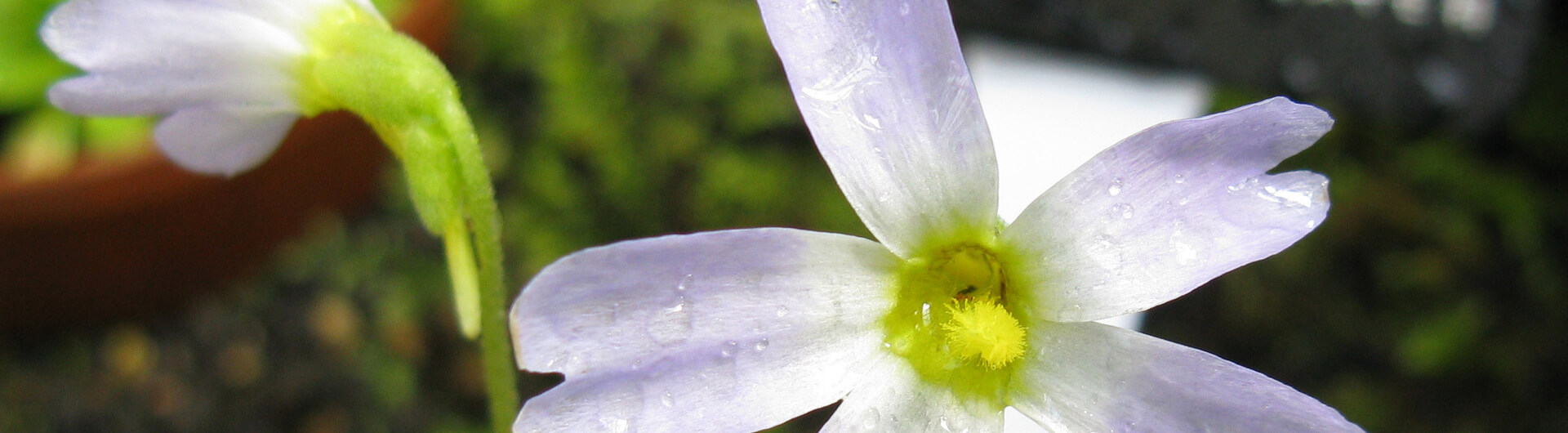 Les plantes carnivores menacées