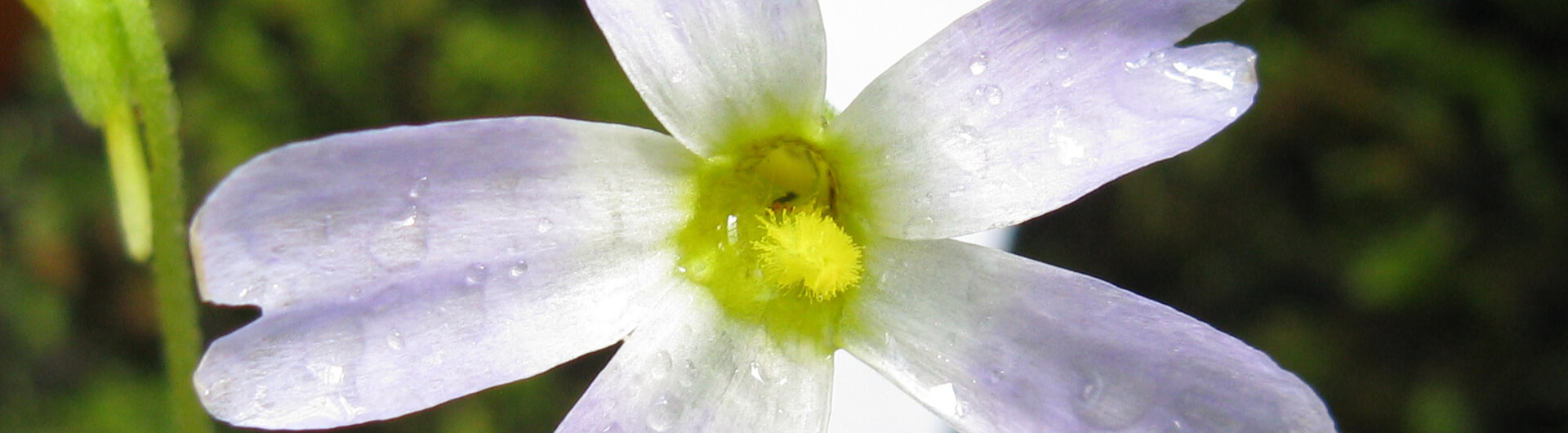 La Grassette à fleur de primevère