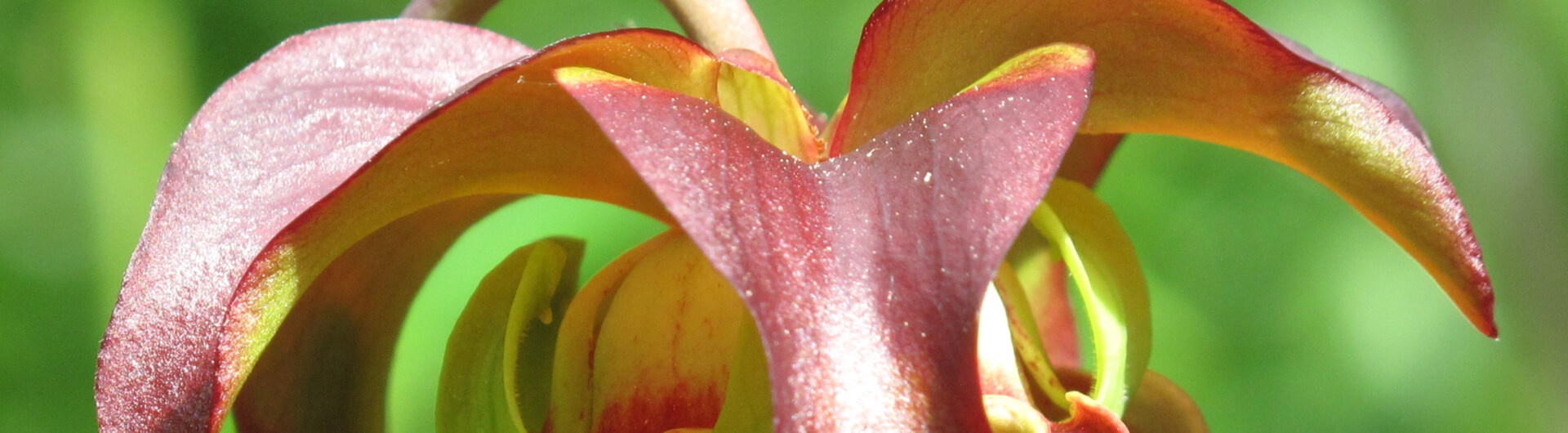 La Plante à urne de Jones