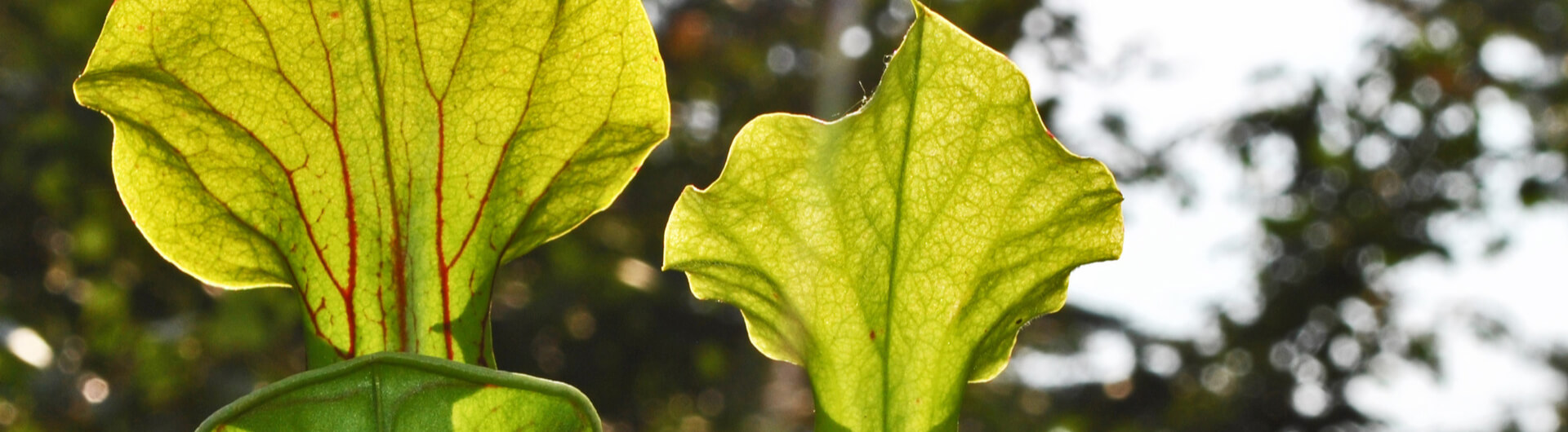 La Sarracenia