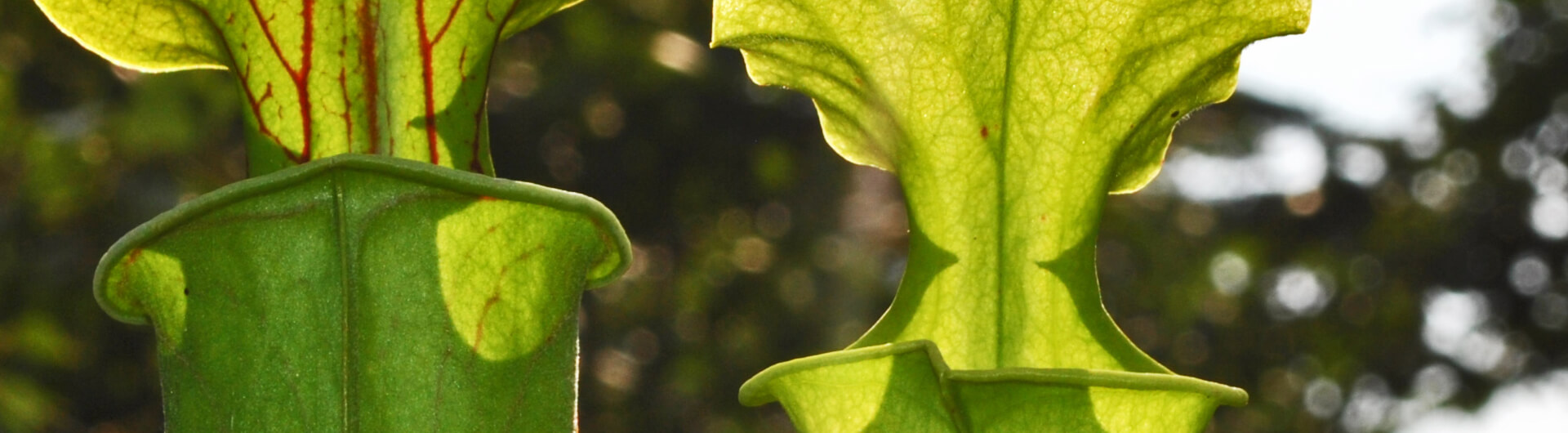 la plante urne des montagnes