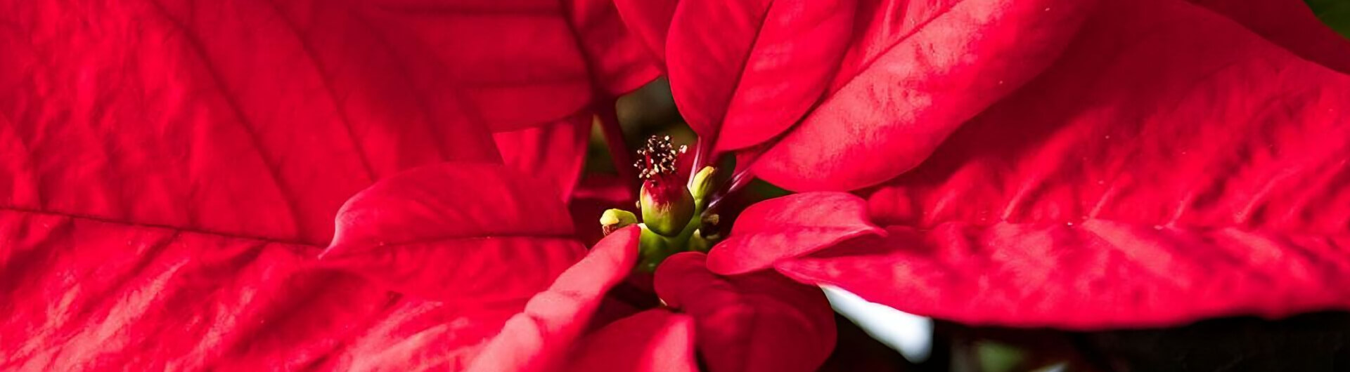 Le Poinsettia