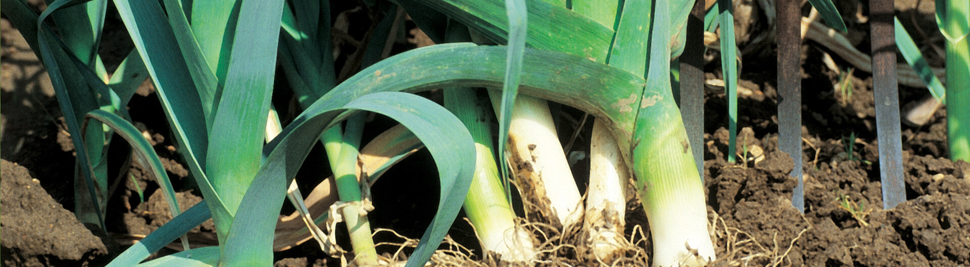 Le poireau : présentation, saison, conservation