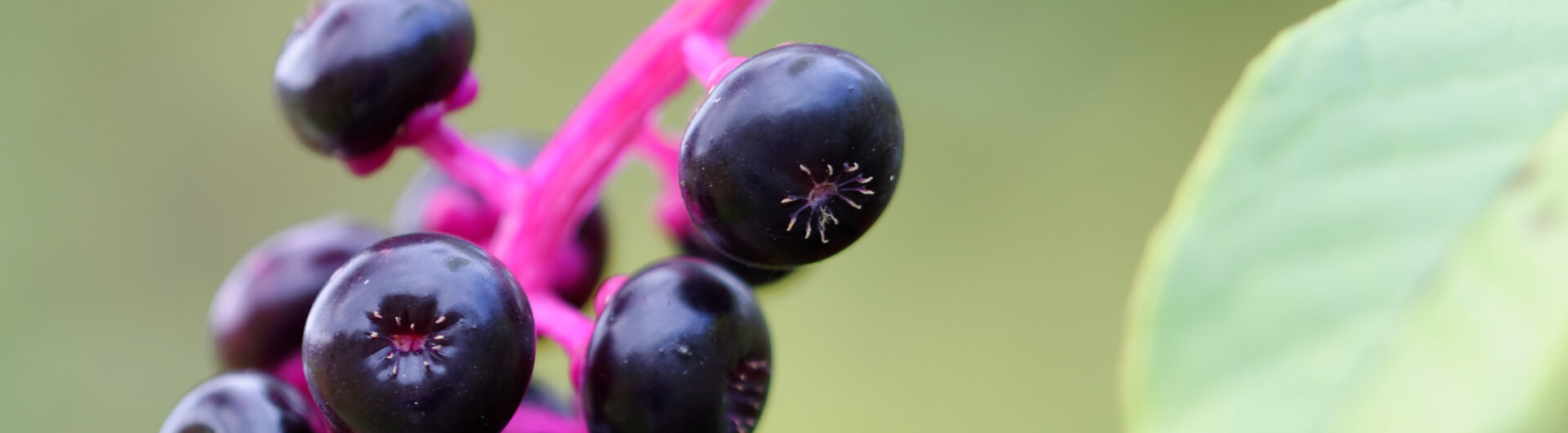 Le Raisin d’Amérique