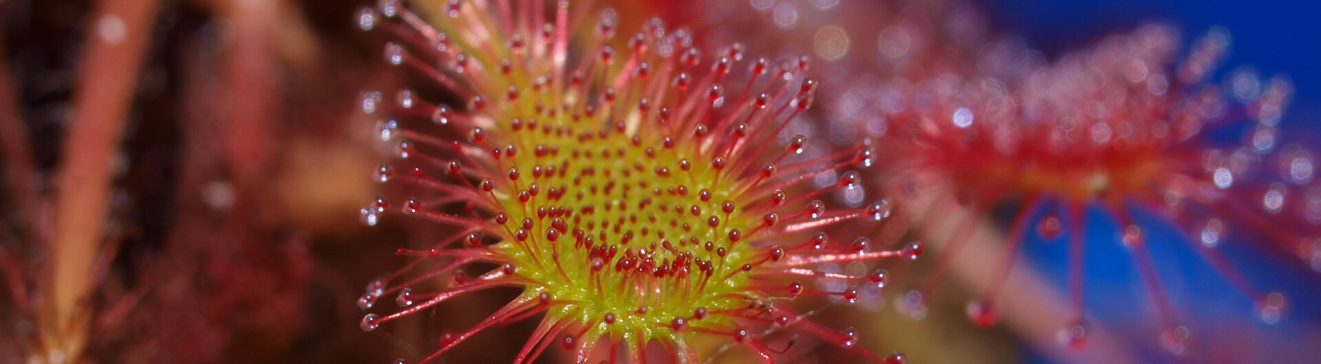 Les plantes carnivores et les insectes