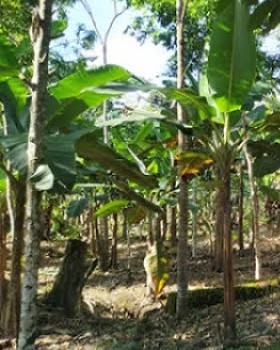 Protégeons l'Amazonie et ses trésors !