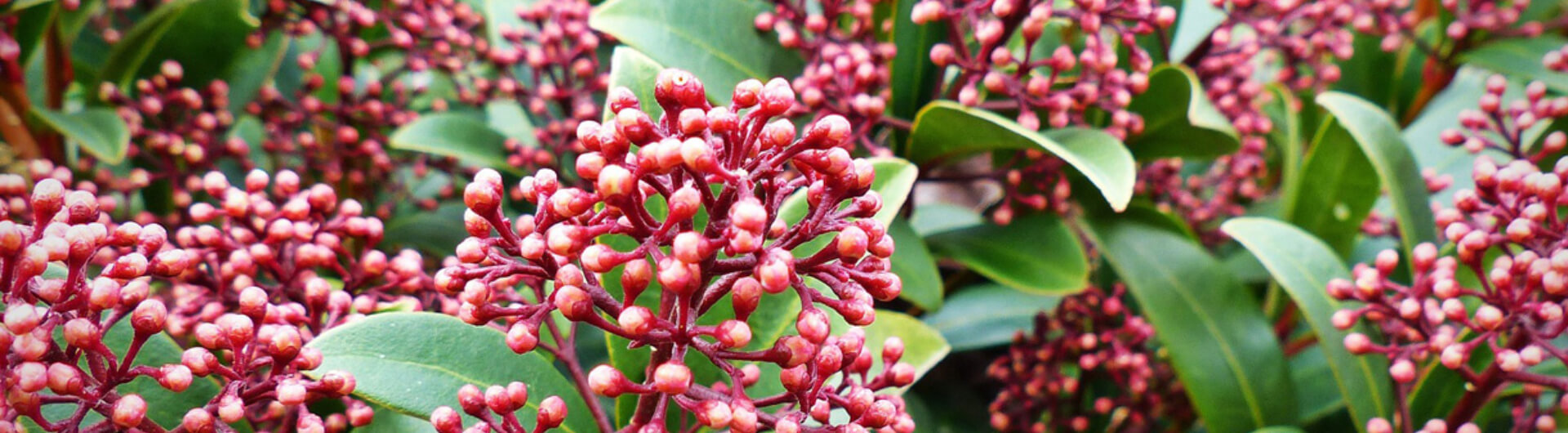 Le Skimmia