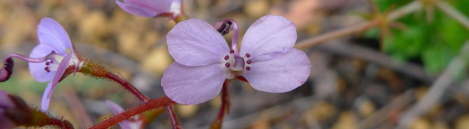 Stylidium