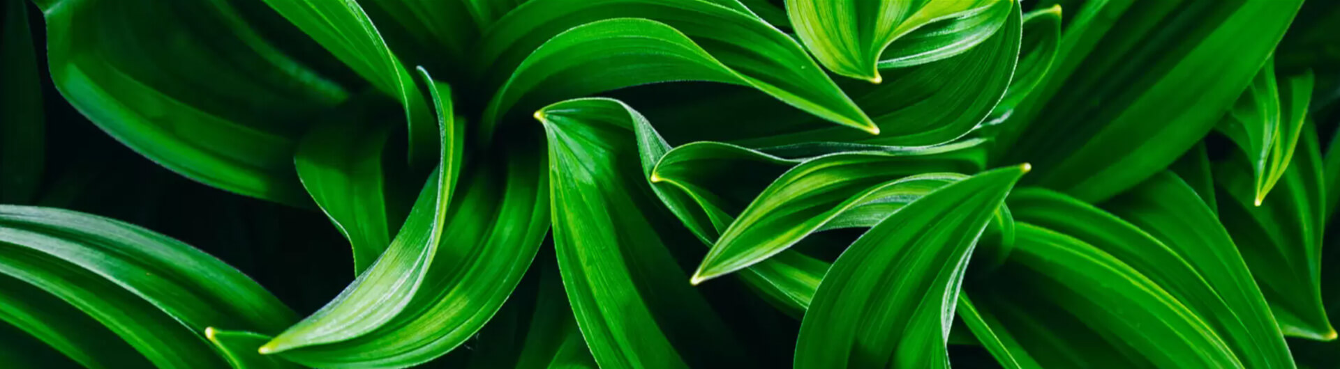 Entête nature