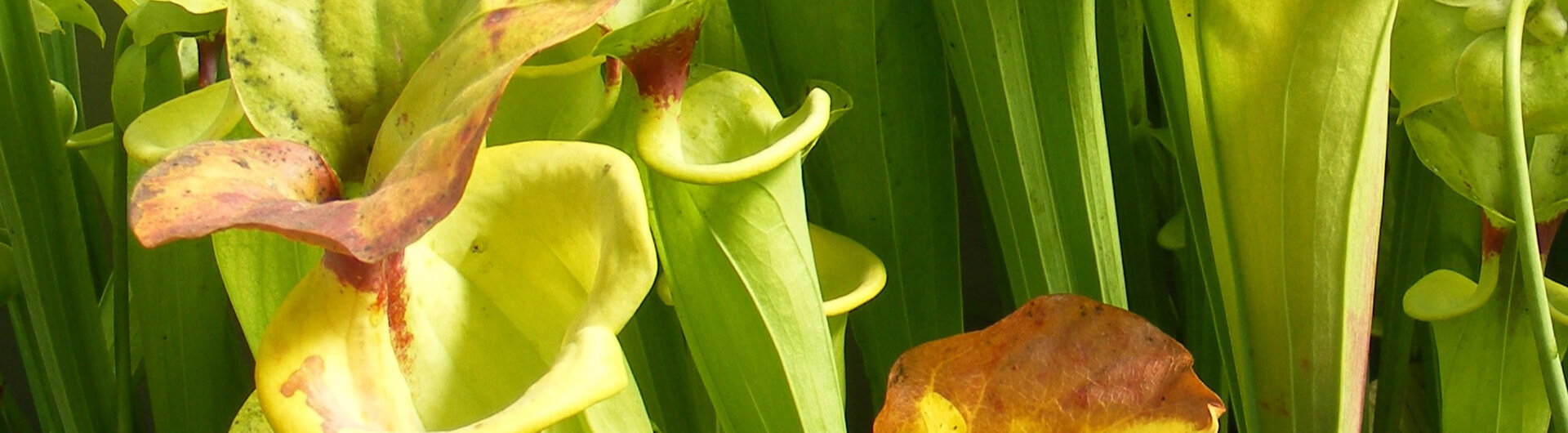 La Trompette jaune