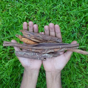La cannelle d’Indonésie (Cinnamomum burmanni)