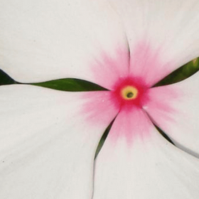 Pervenche de Madagascar