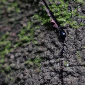 Le Dragonnier (Croton lechleri)