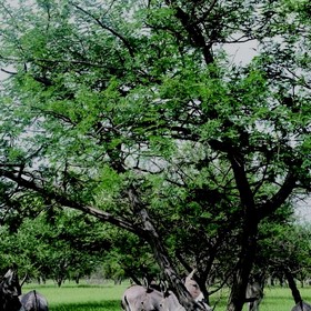 Le dattier du désert