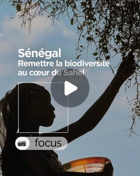Instagram - Sénégal : Remettre la biodiversité au coeur du Sahel