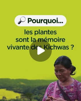 Instagram - Pourquoi les plantes sont la mémoire vivante des kichwas ?