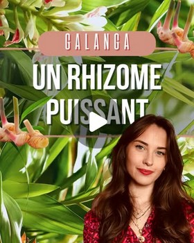Instagram - Galanga : Un Rhizome puissant