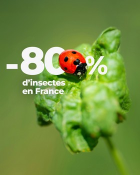 Instagram - Moins 80% d'insectes en France