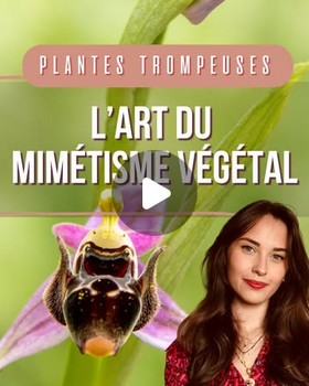 Instagram - Plantes trompeuses : l'art du mimétisme végétal