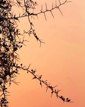 Instagram - 2 ans sans pluie ? Le dattier du désert