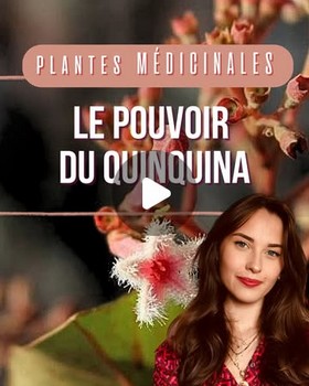 Instagram - Plantes médicinales : le pouvoir du quinquina