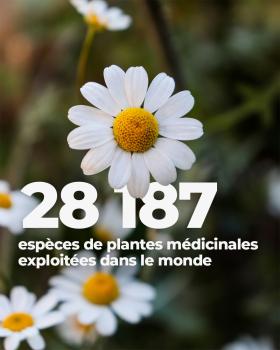  Instagram - 28 187 espèces de plantes médicinales