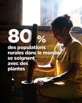 Instagram - 80% des populations rurales dans le monde se soignent avec des plantes