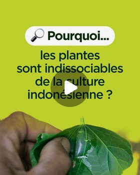 Instagram - Pourquoi les plantes sont indissociables de la culture indonésienne ?