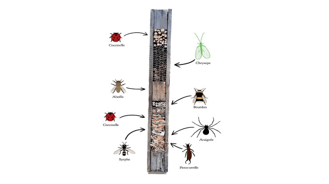 INSECTES