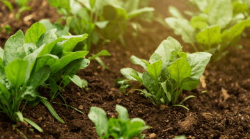 Qu’est-ce que l’agriculture biologique ?