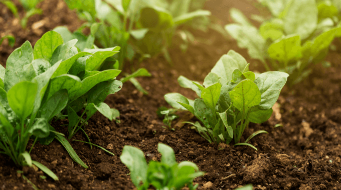 Agriculture et biodiversité
