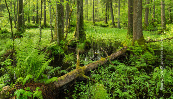 Białowieża © Jessica Buczek