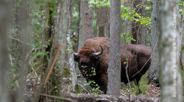 Bison bonasus Białowieża © Pierre Chatagnon