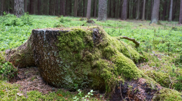 Causes et conséquences de la déforestation