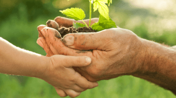 Main d'enfant et main d'adulte portant une plante