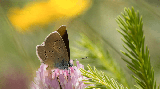 Biodiversité
