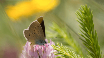 Papillon sur fleur