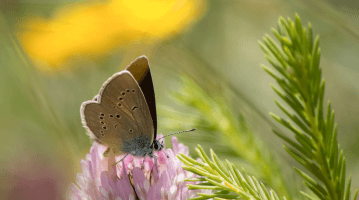 Biodiversité