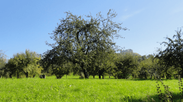 La biodiversité d’un verger 