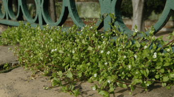 La biodiversité en ville