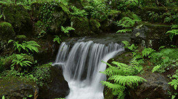 River biodiversity