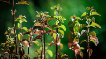 BIODIVERSITÉ 