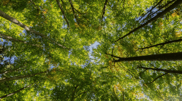 Qu’est-ce que l’agroforesterie ?