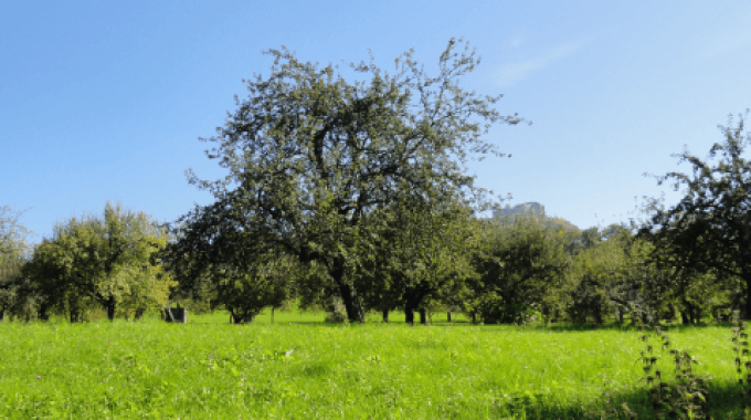 FAVORISER LA BIODIVERSITÉ DANS LES VERGERS HAUTE-TIGE