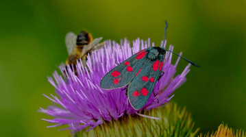 Comprendre et préserver la biodiversité